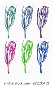 ?olored hand-drawn tulips isolated on white, vector Illustration