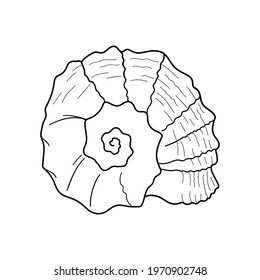 Hand-drawn turbo shell of engraved line. Design element for invitations, greeting cards, posters, banners, flyers and more. Vector illustration isolated on white background.