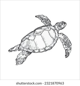 Handdrawn turtle illustration, turtle drawing, artwork, sushi, fish, design, sea animal
