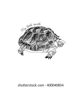Hand-drawn turtle. Vector.