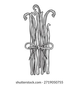 Hand-drawn vanilla beans composition with a bow in graphic sketch style, detailed vanilla pods illustration