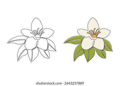 Hand-drawn vanilla pod flower continuous outline vector. Vanilla flower plant line art drawing