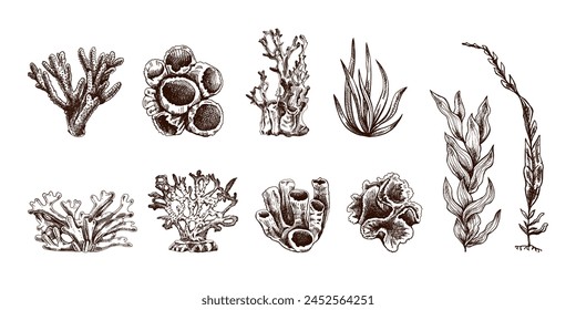 Hand-drawn various corals and  seaweed  vector collection. Sketch illustration of various on white background. Collection for stickers. Engraved water element. Sea collection.