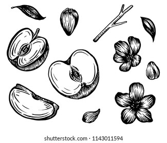 Hand-drawn vector apples illustration. Isolated on white.