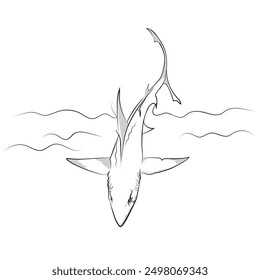 Hand-drawn vector aquatic animal, An illustration of big shark, A line drawing of ocean fish