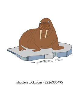 Hand-drawn vector Atlantic walrus on an ice floe, illustration