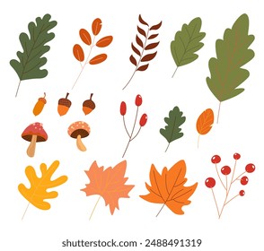 Hand-drawn vector autumn element collection, maple leaf, acorn, oak leaf, and mushroom