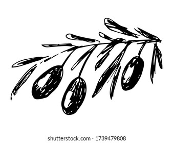 Dibujo de tinta blanca y negra con vector dibujado a mano. Rama con aceitunas, hojas aisladas en un fondo blanco. Plantas, alimentos saludables. Para impresiones, etiquetas, empaque.