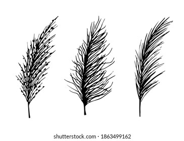 Hand-drawn Vector Black And White Ink Sketch. Set Of Wild Steppe Pampas Grass, Cortaderia Plant. Panicle Twigs For Boho Decor, Decoration.