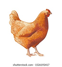 Hand-drawn Vector Brown Chicken, Hen. Poultry, Broiler, Farm Animal. Vintage Realistic Sketch Watercolor Illustration. Isolated On White Background.