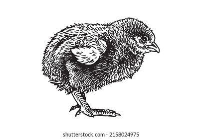 Hand-drawn vector chick isolated on white background, domestic animal, grahical element