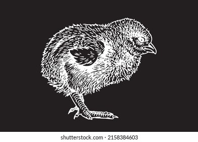 Hand-drawn vector chick isolated on black  background, domestic animal, grahical element