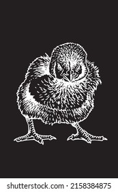 Hand-drawn vector chick isolated on black  background, domestic animal, grahical element