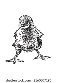 Hand-drawn vector chick isolated on white background, domestic animal, grahical element