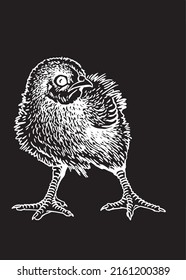 Hand-drawn vector chick isolated on black background, domestic animal, grahical engraved element