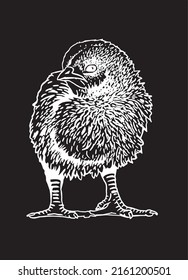 Hand-drawn vector chick isolated on black background, domestic animal, grahical engraved element