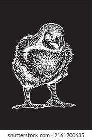 Hand-drawn vector chick isolated on black background, domestic animal, grahical engraved element