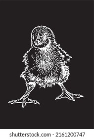 Hand-drawn vector chick isolated on black background, domestic animal, grahical engraved element