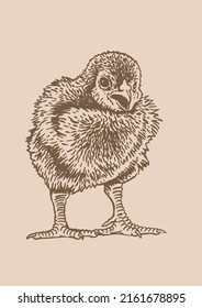 Hand-drawn vector chick , sepia background, domestic animal, grahical sepia element