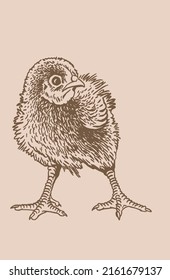 Hand-drawn vector chick , sepia background, domestic animal, grahical sepia element