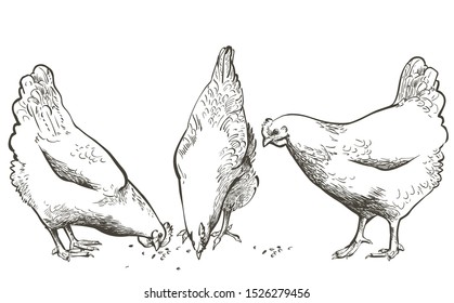 Hand-drawn vector chicken, hen. Poultry, broiler, farm animal feeding. Vintage realistic sketch, line engraving illustration. Isolated on white background.