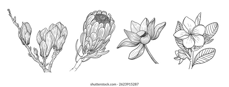 A hand-drawn vector collection of exotic flowers in elegant outline style. Includes hibiscus, strelitzia, lotus, plumeria, protea, and other tropical blooms. Perfect for logo design, packaging, wellne