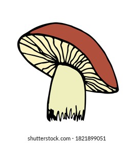 Hand-drawn vector color sketch. Edible mushroom, boletus isolated on white background. For autumn design, ingredient, recipe, menu, label.