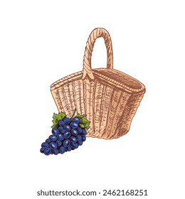 Dibujado a mano boceto de color Vector de una cesta de picnic de mimbre y racimo de uvas. Ilustración vintage de Doodle. Imagen grabada.