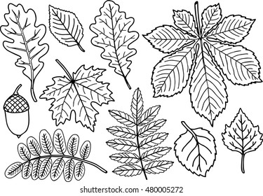 Hand-drawn vector coloring page. Black and white autumn  leaves coilection. Isolated element. Herbarium sheets of oak, acacia, mountain ash, maple, cherry, birch, apple-tree