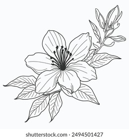 A hand-drawn vector design of jasmine flower, showcasing intricate details and delicate elegance. Ideal for nature-inspired and timeless design projects.