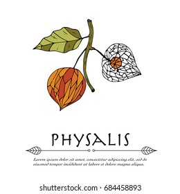 Handdrawn vector doodle logo with ripe orange physalis.