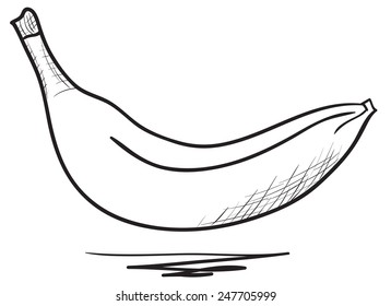 Hand-drawn vector drawing of a Banana