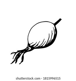 Hand-drawn vector drawing in black outline. Rosehip fruit, wild berry isolated on white background. Element of nature, tree, useful plant, vitamin product.