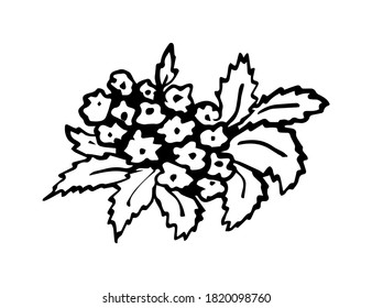 Dibujo de vector dibujado a mano en contorno negro. Un remanso de flores pequeñas, un ramo de flores, hojas sobre un fondo blanco. Elemento de la naturaleza, plantas de jardín, olvídate.