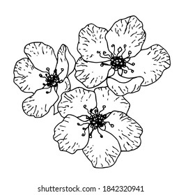 Dibujo de vector dibujado a mano en contorno negro. Ramo de flores, floración de árboles frutales. Sakura, primavera, floración estacional.
