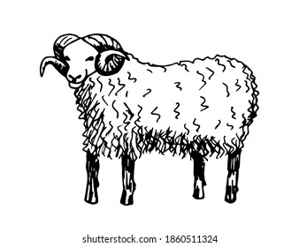 Hand-drawn vector drawing in black outline in doodle style. Full-length adult ram with horns. Farm animals, ranches, livestock.