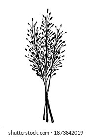 Hand-drawn vector drawing in black outline. Bunch of wild steppe pampas grass, cortaderia plant. Bouquet of dried flowers, twigs of a panicle for boho decor, decoration.