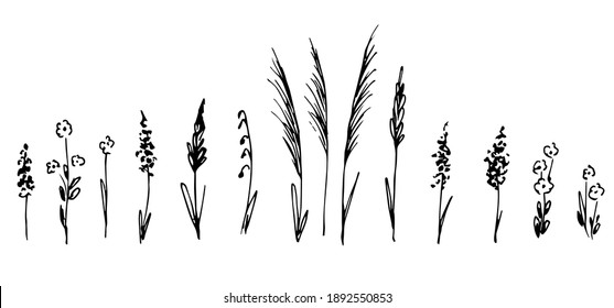 Hand-drawn vector drawing in black outline. A set of wild field grasses, meadow flowers, inflorescences, spikelets, stems, grass.