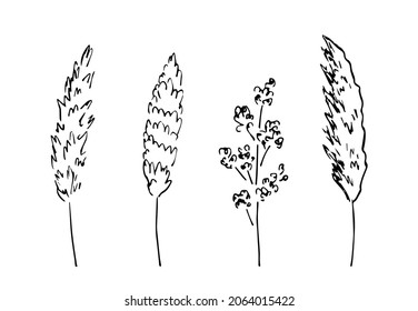 Hand-drawn vector drawing in black outline. Set of panicle inflorescences, steppe pampas grass, wild reeds. Nature, plants for boho style decoration.