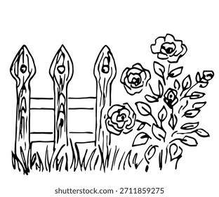 Un dibujo de Vector dibujado a mano con un contorno negro. Arbusto de rosas, cerca de madera, flores de jardín, . Naturaleza y plantas, paisaje rural. Boceto en tinta.
