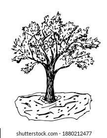 Hand-drawn vector drawing in engraving style. Olive tree harvesting. Farming organic products. Fruit garden, nature, landscape.
