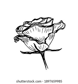 Hand-drawn vector drawing in engraving style. Rose flower isolated on white background. Blooming bud, greenhouse. Greeting cards, invitations.