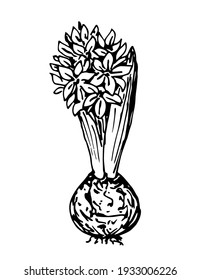 Hand-drawn vector drawing in engraving style. Hyacinth flower isolated on white background, spring time, bulbous plant. Ink sketch.