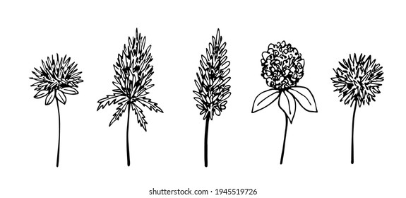 Hand-drawn vector drawing in engraving style. Set of inflorescences of thorny flowers, thistle. Wild field, steppe plants.