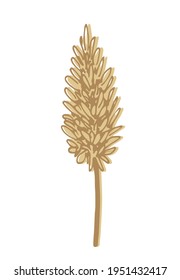 Hand-drawn vector drawing in pastel beige colors. Twig, inflorescence of panicle of pampas grass, isolated on white background. Reed is a wild steppe plant, dried flowers. For boho decoration.