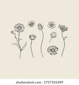Hand-drawn vector floral set featuring various chamomile (daisy) flowers and small decorative blossoms