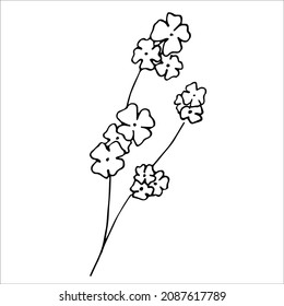 A hand-drawn vector flower. Isolated on a white background drawing for prints, posters, mudboard, stationery, aesthetics of Provence. High quality doodle illustration