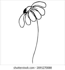 A hand-drawn vector flower. Isolated on a white background drawing for prints, posters, mudboard, stationery, aesthetics of Provence. High quality doodle illustration