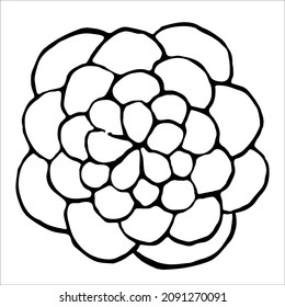 A hand-drawn vector flower. Isolated on a white background drawing for prints, posters, mudboard, stationery, aesthetics of Provence. High quality doodle illustration