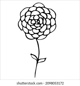 A hand-drawn vector flower. Isolated on a white background drawing for prints, posters, moodboard, stationery, aesthetics of Provence. High quality doodle illustration